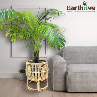 Round Rattan Planter for Indoor & Outdoor Decor