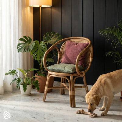 Dog playing with a toy on a wooden floor in a room with a wicker chair, plants, and a lamp.